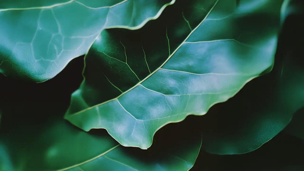 Banner do lançamento